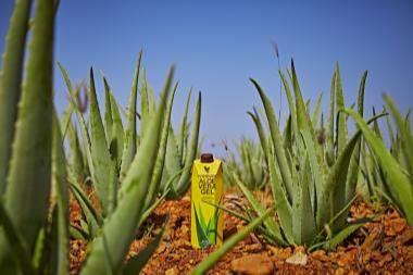 Aloe vera gel in aloe plantation
