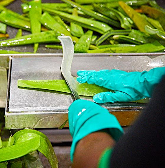 Extraction of Aloe Vera gel for making Forever Living Products